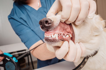 Wall Mural - Veterinarian doctor inspecting dog teeth at vet clinic.