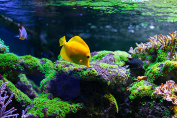 Butterfly fish swimming under water among beautiful bright coral