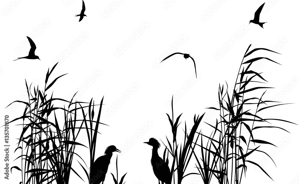 heron between black reed silhouettes isolated on white - obrazy, fototapety, plakaty 