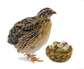 Quail hen with basket of eggs isolated on white. Domesticated quails are important agriculture poultry