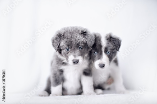 Blue Merle Border Collie Puppie Buy This Stock Photo And Explore