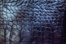 Reptile Leather Texture