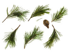 Pine Branch Or Twig Isolated