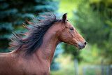 Fototapeta Konie - Bay horse portrait on green background. Trakehner horse with long mane running outdoor.