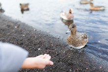 Feeding Duck At Lakeside