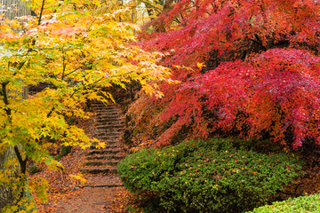 autumn landscape in japanese garden
