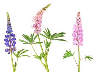 Wall Mural - set of lupine three flowers isolated on white