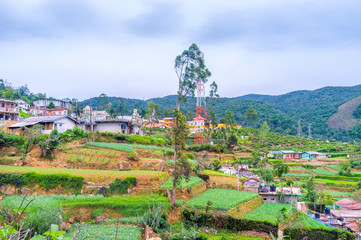 Canvas Print - Terraced gardens in mountains