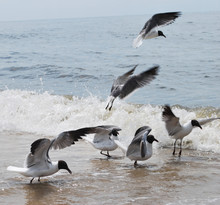 Gulls Landing On Beach