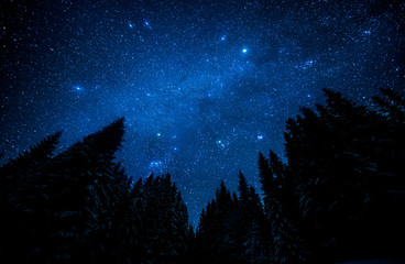 the bright starry sky in the night forest
