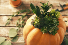 Beautiful Composition Of Pumpkin With Succulents On Rustic Table