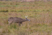 White-tailed Deer Smelling The Air During The Autumn Rut In Canada