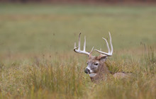 White-tailed Deer Buck Resting In The Grass In Autumn
