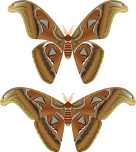Beautiful Big Butterfly, Giant Atlas Moth, Attacus Atlas - Vector Illustration