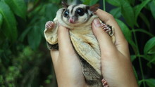 Sugar Glider. A Small, Omnivorous, Arboreal, And Nocturnal Gliding Possum Belonging To The Marsupial Infraclass.