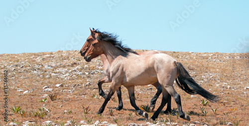 Fotografie, Obraz Wild Horse herd of mustangs running in the Pryor Mountains of Montana USA