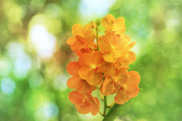 Wall Mural - bunch of orange coral vanda orchid flower with spring bokeh back