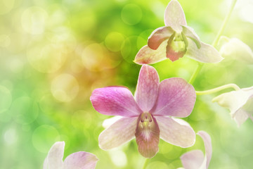 Wall Mural - Blurred dream image of pastel purple Dendrobium orchid flower, s