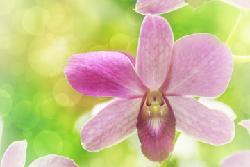 Wall Mural - Blurred dream image of pastel purple Dendrobium orchid flower, s