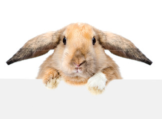 Aufkleber - Rabbit looking over a signboard. Isolated on white background