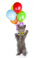 Wall Mural - Kitten in birthday hat with bunch of balloons standing on hind legs. isolated on white