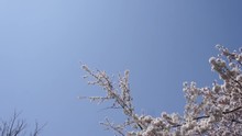 Sakura Ishiwari Iwate Japan Cherry Blossoms