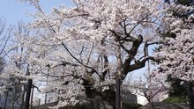 Sakura Ishiwari Iwate Japan Cherry Blossoms