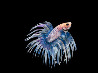Wall Mural - Betta fish, moving moment of Siamese fighting fish isolated on b
