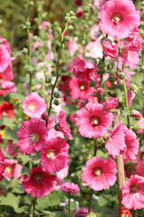 Wall Mural - Pink Hollyhock flower in sunlight garden.