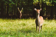 Wild deers pair in Jaegersborg Dyraehaven - forest park in Klampenborg, Copenhagen. Nature reservation in Denmark.
