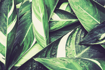 Wall Mural - wet fresh tropical green leaves background , vintage color tone