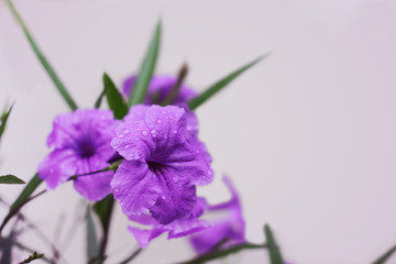 Wall Mural - Purple Ruellias or Wild Petunias flowers with water drop on petal.