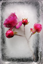 Beautiful Frozen Rose