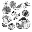 Hand drawn set of different kinds of citrus fruits. Food elements collection for design, Vector illustration.