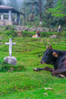 The bull sleeps on ancient British cemetery in Dharamsala, Mcleod Ganj, India