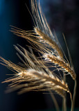 Fototapeta Maki - wheat cones in the sun