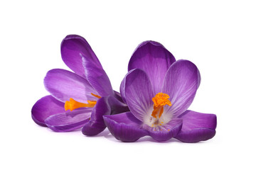 Sticker - Fleurs de crocus violet