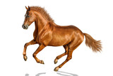 Fototapeta Konie - Chestnut horse is freely cantering.