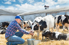 Portrait Of Farmer Feeding Cows In Farm