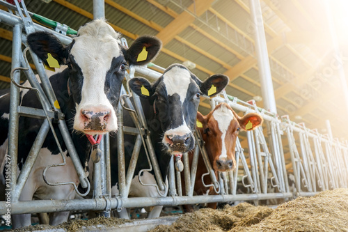 Photographie Neugierige Milchkühe im Offenstall, Sonnenstrahlen