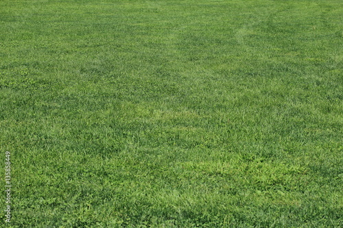 芝生 全面芝生 サッカー場 グラフィック素材 背景素材 バックグラウンド素材 Stock Photo Adobe Stock
