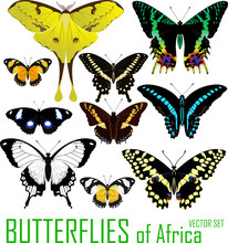 Vector Set Of Butterflies Of Africa Isolated On White.