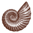 Doted Ammonite Shell    - vector illutration 