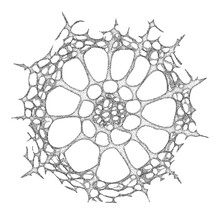Haeckel Inspitation - Radiolarian Protozoan In The Old Style    - Vector Illustration 