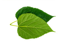 Plant Green Leaf, Taro Leaf Isolated