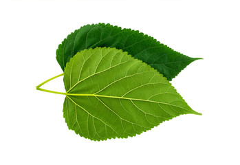 Plant green leaf, taro leaf isolated