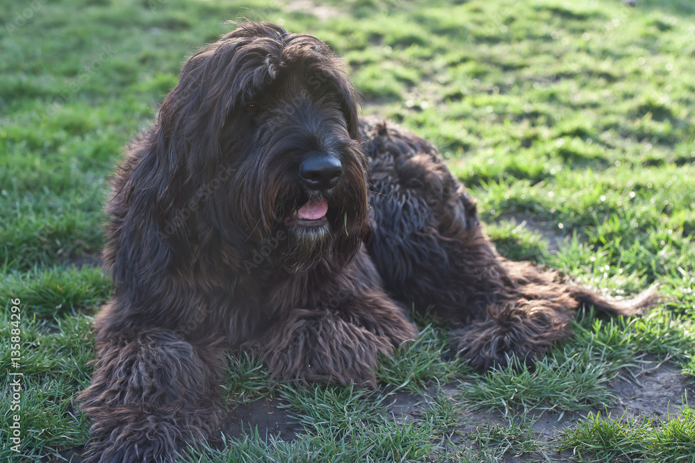 Best old english sheepdog golden retriever mix Best Sale