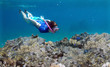 Woman snorkeling underwater over a coral reef in Fiji