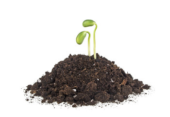 Young sprout of soy in soil humus on a white background