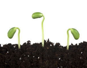 Young sprout of soy in soil humus on a white background